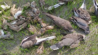 Assam: Aaranyak calls for action against Poisoning of birds in Jania