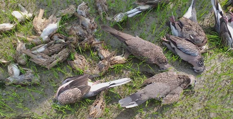 Assam: Aaranyak calls for action against Poisoning of birds in Jania