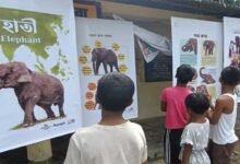 Assam: 'Gajah Kotha' campaign engages over 1,200 people to mitigate human-elephant conflict
