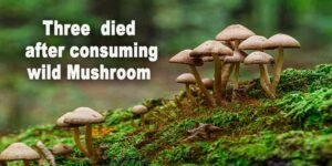 Meghalaya: Three including a woman died in ISBR premises after consuming wild Mushroom