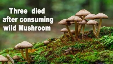Meghalaya: Three including a woman died in ISBR premises after consuming wild Mushroom