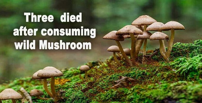 Meghalaya: Three including a woman died in ISBR premises after consuming wild Mushroom