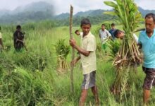 Assam: Aaranyak takes up elephants’ habitat improvement under Rowta RF to mitigate HEC