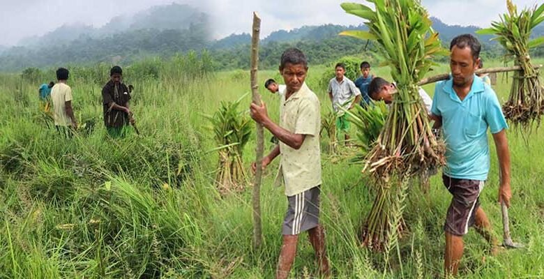 Assam: Aaranyak takes up elephants’ habitat improvement under Rowta RF to mitigate HEC