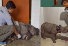Assam: WTI brings new hope for orphaned Rhino calf at the CWRC in Kaziranga