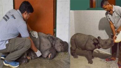 Assam: WTI brings new hope for orphaned Rhino calf at the CWRC in Kaziranga