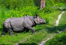 World Rhino Day: Saving the unicornis: A triumph over organized crime and a beacon of hope