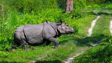World Rhino Day: Saving the unicornis: A triumph over organized crime and a beacon of hope
