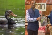 Assam Forest Minister Unveils Blueprint for White-Winged Duck Protection