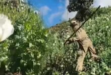 Manipur: Destruction of Poppy Cultivation continue in Ukhrul and Kamjong