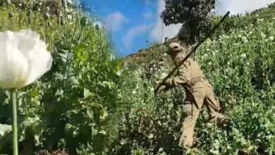 Manipur: Destruction of Poppy Cultivation continue in Ukhrul and Kamjong