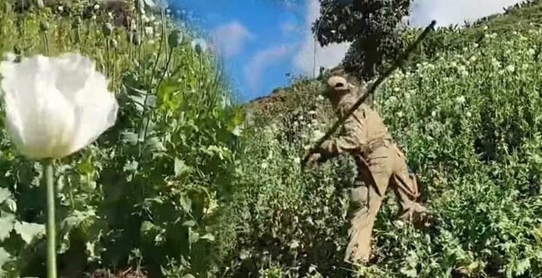 Manipur: Destruction of Poppy Cultivation continue in Ukhrul and Kamjong