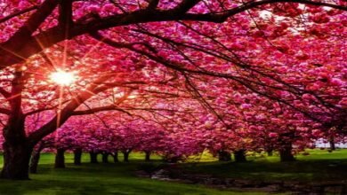 Meghalaya gears up to host Shillong Cherry Blossom Festival 2023