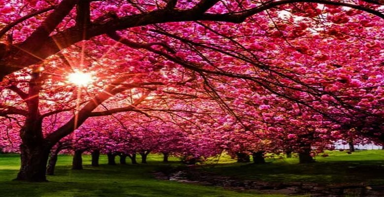 Meghalaya gears up to host Shillong Cherry Blossom Festival 2023