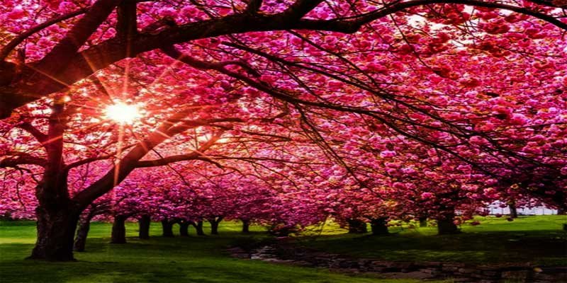 Meghalaya gears up to host Shillong Cherry Blossom Festival 2023