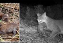 Assam: Villagers Unite Three Jungle Cat Kittens with their Mother