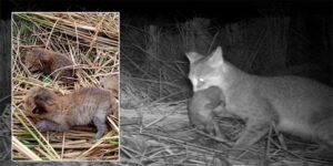 Assam: Villagers Unite Three Jungle Cat Kittens with their Mother