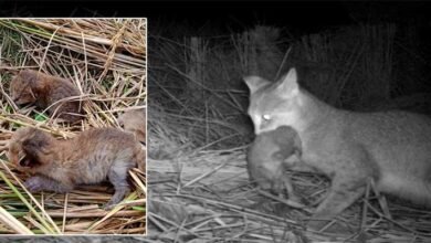 Assam: Villagers Unite Three Jungle Cat Kittens with their Mother