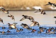 Assam: Kaziranga National Park saw 27% increase in winter migratory birds