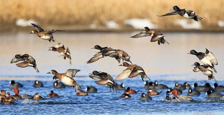 Assam: Kaziranga National Park saw 27% increase in winter migratory birds