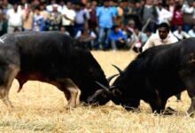 Assam: High Court issues temporary ban on buffalo fights in State