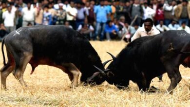 Assam: High Court issues temporary ban on buffalo fights in State