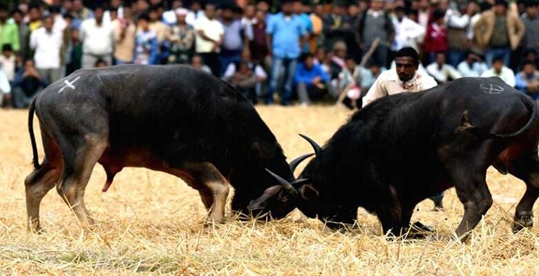 Assam: High Court issues temporary ban on buffalo fights in State