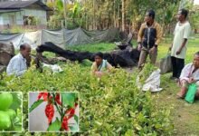 Assam: Training provided on Bhoot Jolokia and Kagzi Nimbu plantations to help coexistence with elephants