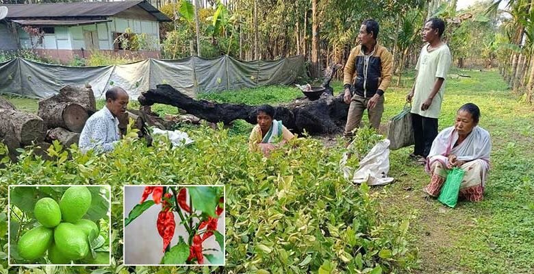 Assam: Training provided on Bhoot Jolokia and Kagzi Nimbu plantations to help coexistence with elephants