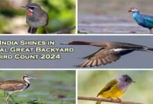 India Shines in Global Great Backyard Bird Count 2024: Preliminary Highlights Unveiled