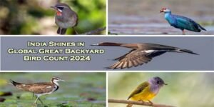 India Shines in Global Great Backyard Bird Count 2024: Preliminary Highlights Unveiled