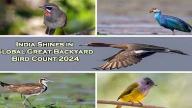 India Shines in Global Great Backyard Bird Count 2024: Preliminary Highlights Unveiled