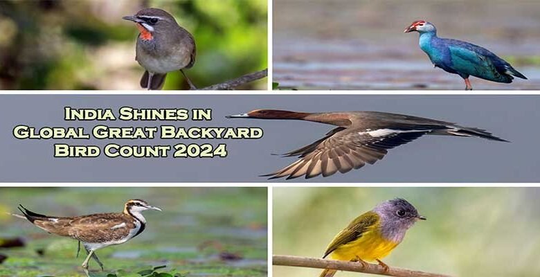 India Shines in Global Great Backyard Bird Count 2024: Preliminary Highlights Unveiled
