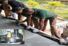 Assam: 10-ft-long king cobra makes a late-night visit to a house near kaziranga