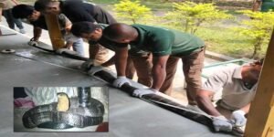 Assam: 10-ft-long king cobra makes a late-night visit to a house near kaziranga