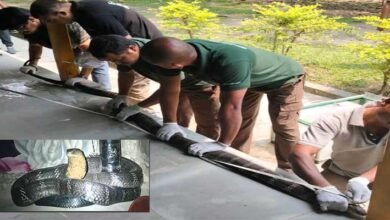 Assam: 10-ft-long king cobra makes a late-night visit to a house near kaziranga