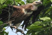 Assam: Vulture treated for poisoning & released back into the wild in Bokakahat