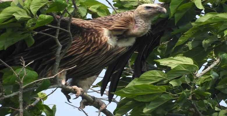 Assam: Vulture treated for poisoning & released back into the wild in Bokakahat