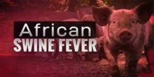 Mizoram: African Swine Fever hits 3 districts, kills hundreds of pigs
