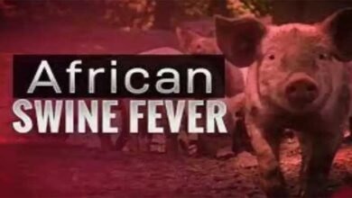 Mizoram: African Swine Fever hits 3 districts, kills hundreds of pigs