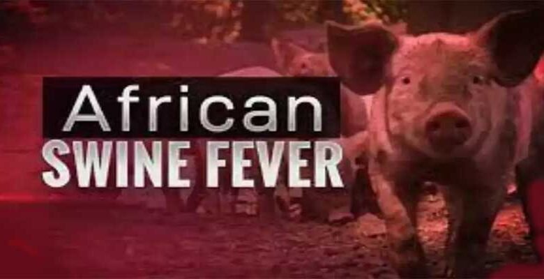 Mizoram: African Swine Fever hits 3 districts, kills hundreds of pigs