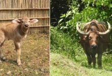Assam: Asian Wild Buffalo embark Rewilding after 4 years of Rehabilitation at CWRC