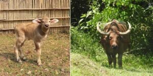 Assam: Asian Wild Buffalo embark Rewilding after 4 years of Rehabilitation at CWRC