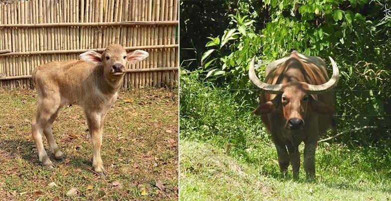 Assam: Asian Wild Buffalo embark Rewilding after 4 years of Rehabilitation at CWRC