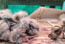 Assam: Bokakhat Residents save 36 Egrets during Cyclone Remal