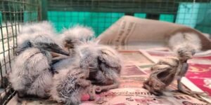 Assam: Bokakhat Residents save 36 Egrets during Cyclone Remal