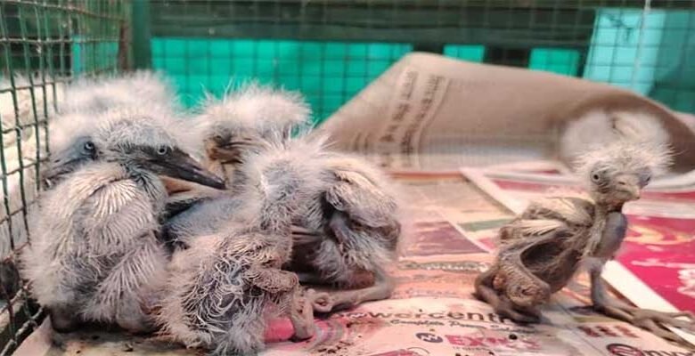 Assam: Bokakhat Residents save 36 Egrets during Cyclone Remal
