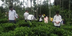 Assam: Aaranyak trains Karbi women, students to make handmade tea