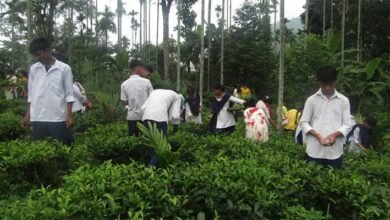 Assam: Aaranyak trains Karbi women, students to make handmade tea
