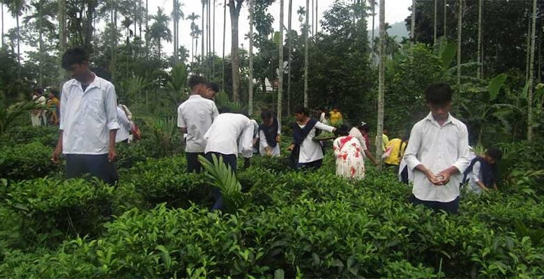 Assam: Aaranyak trains Karbi women, students to make handmade tea